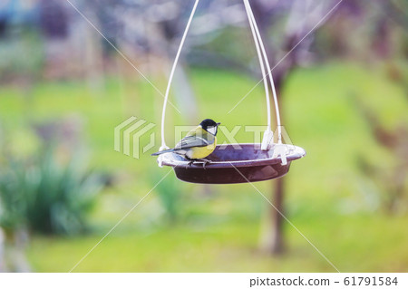 Titmouse Titmouse 61791584