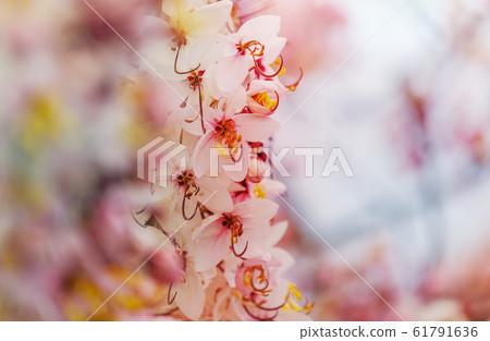 Blossoming cassia Blossoming cassia 61791636