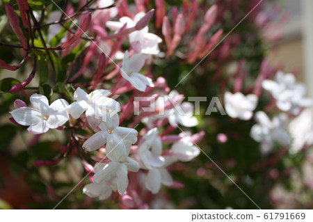 Hagoromo jasmine 61791669