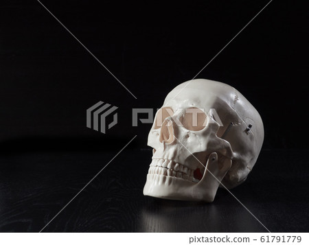 骷髏標本 61791779