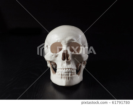 骷髏標本 61791780