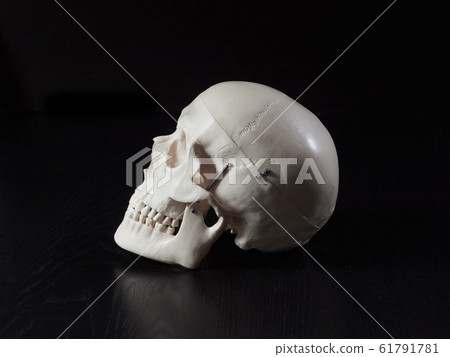 骷髏標本 61791781