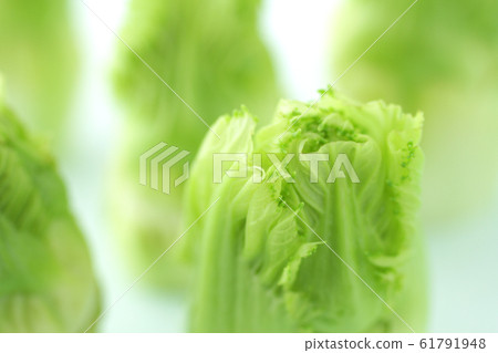 春季蔬菜芽的特寫 春季蔬菜芽的特寫 61791948
