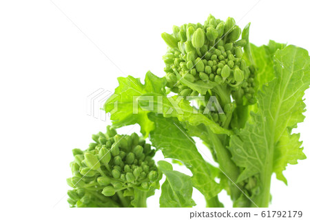 Image photo of spring vegetable rape Image photo of spring vegetable rape 61792179