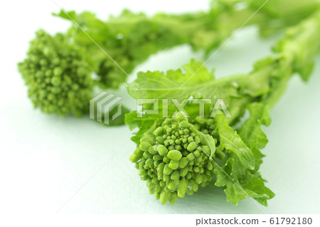 Image photo of spring vegetable rape Image photo of spring vegetable rape 61792180