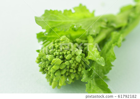 Image photo of spring vegetable rape Image photo of spring vegetable rape 61792182
