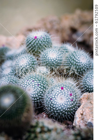 decorative tropical cactus in the Botanical garden 61792589