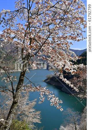 從山上眺望奧多摩湖和湖邊的櫻花 從山上眺望奧多摩湖和湖邊的櫻花 61792799