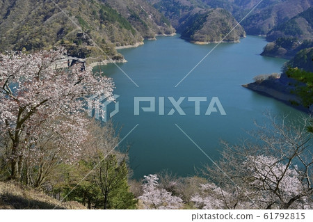 從山上眺望奧多摩湖和湖邊的櫻花 從山上眺望奧多摩湖和湖邊的櫻花 61792815