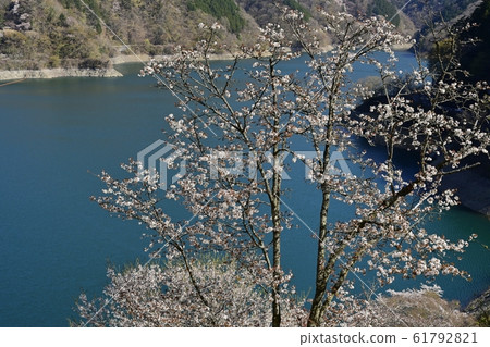 從山上眺望奧多摩湖和湖邊的櫻花 從山上眺望奧多摩湖和湖邊的櫻花 61792821