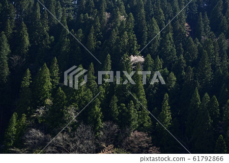 俯瞰奧多摩湖的山上櫻花 俯瞰奧多摩湖的山上櫻花 61792866