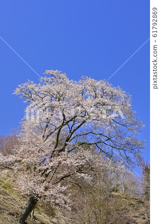 俯瞰奧多摩湖的山上櫻花 61792869