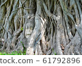 A stone Buddha head in the roots of a tree, taken 61792896