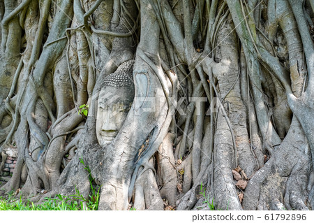 A stone Buddha head in the roots of a tree, taken 61792896