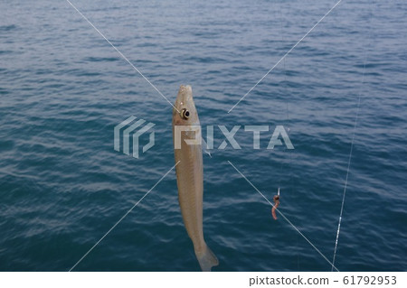 Kiss fishing 61792953