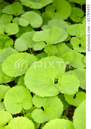 Butterbur fields 61795455