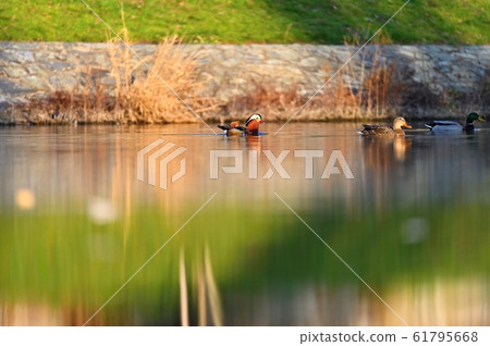 A colourful male mandarin duck. (Aix galericulata) 61795668