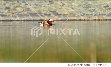 A colourful male mandarin duck. (Aix galericulata) 61795669