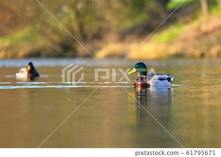 Beautiful wild ducks on water surface Beautiful wild ducks on water surface 61795671