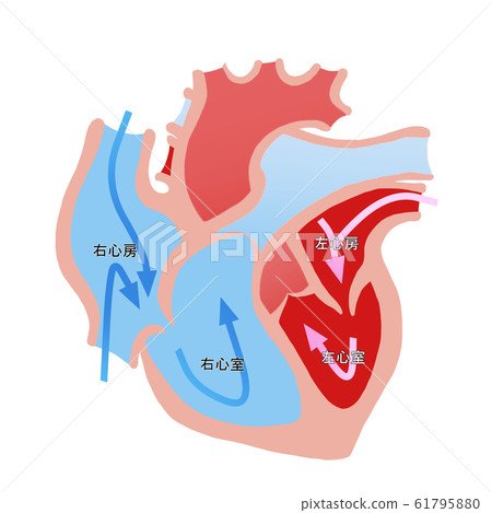 Cardiac cross section 61795880