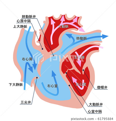 Cardiac cross section 61795884