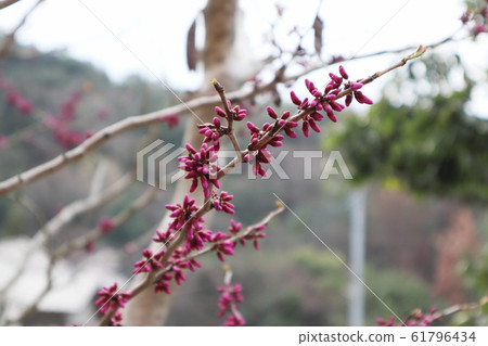Hanazou's bud Hanazou's bud 61796434