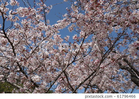 Cherry tree in full bloom Cherry tree in full bloom 61796466