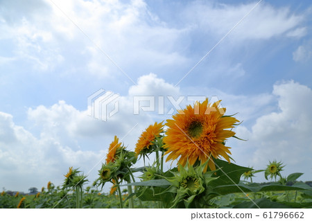Akeno Sunflower Festival (Chikusei City, Ibaraki Prefecture) Akeno Sunflower Festival (Chikusei City, Ibaraki Prefecture) 61796662