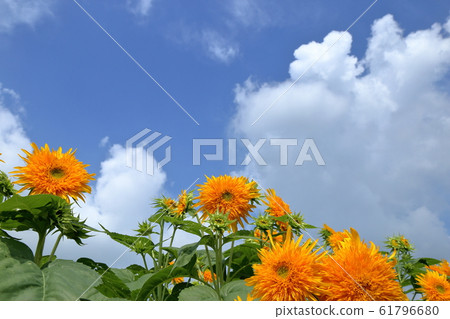 明野向日葵節（茨城縣築西市） 61796680