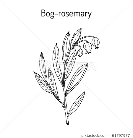 Bog-rosemary Andromeda polifolia , medicinal plant 61797977