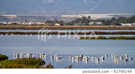 Las Salinas in Cabo de Gata Almeria. Flamingos 61798249