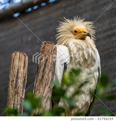 Egyptian vulture,Neophron percnopterus in Jerez de 61798293