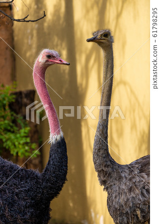 Red-necked ostrich,Struthio camelus in Jerez de la 61798295