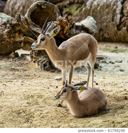 Dorcas gazelle, Gazella, dorcas in Jerez de la Dorcas gazelle, Gazella, dorcas in Jerez de la 61798298
