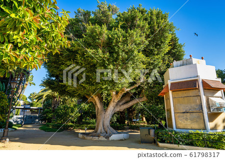 Beautiful green genoves public in Cadiz, 61798317