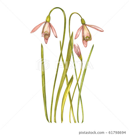 Watercolor snowdrops flowers. Wild flower set isolated on white. Botanical watercolor illustration, snowdrops bouquet, rustic flowers. 61798694