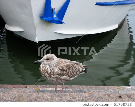歐洲海鷗,幼鯡鷗(芬蘭赫爾辛基港) 歐洲海鷗,幼鯡鷗(芬蘭赫爾辛基港) 61798738