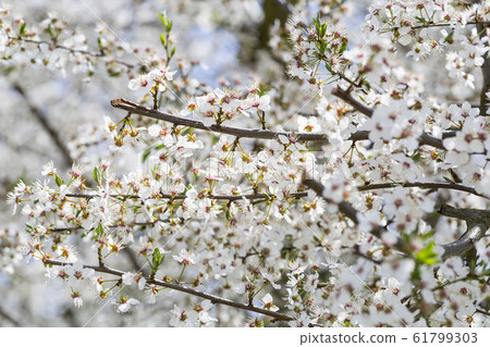 Cherry blossom tree Cherry blossom tree 61799303
