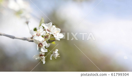 Cherry blossom panorama 61799304