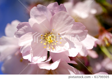 Cherry blossoms Cherry blossoms 61799305