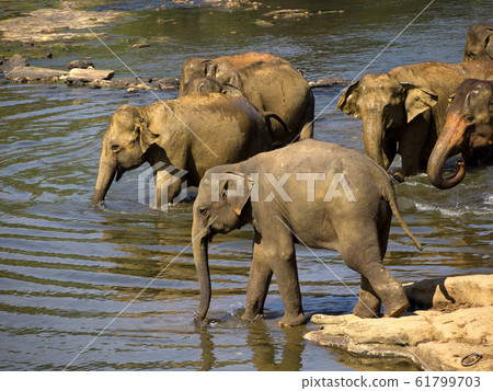 Elephant bathing at the orphanage Elephant bathing at the orphanage 61799703