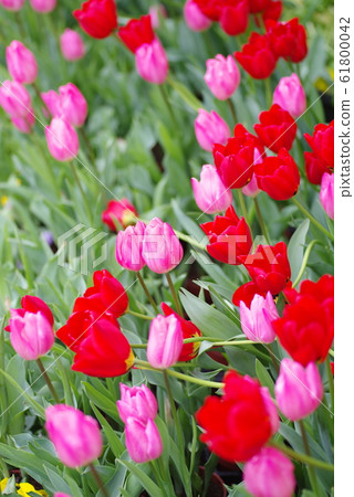 Tulip 61800042