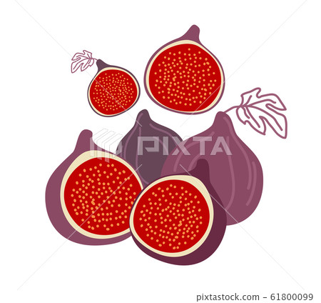 Isolated figs, design colorful illustration vector - Stock Illustration ...