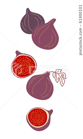 Isolated figs, design colorful vector illustration - Stock Illustration ...