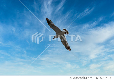 Seagull 61800327