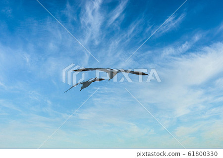 海鷗 海鷗 61800330