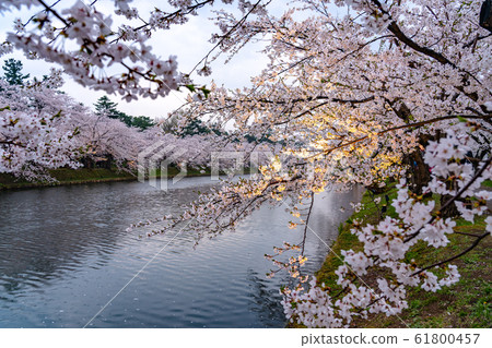 Hirosaki Park Nishibori Spring Cherry Blossom Night Light Up Beautiful Beautiful Season Image Trip Tohoku Region Hirosaki City Aomori Prefecture 61800457