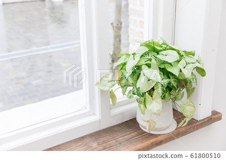 室內觀葉植物 61800510