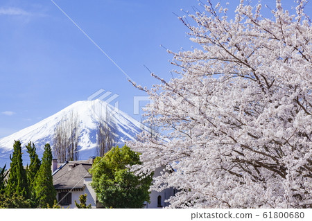 山梨縣富士河口湖町河口湖的富士和櫻花盛開 61800680