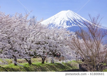 山梨縣富士河口湖町河口湖的富士和櫻花盛開 61800681